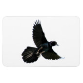 Crow Raven Premium Flexi Magnet Magneet (Horizontaal)