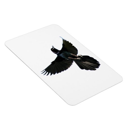 Crow Raven Premium Flexi Magnet Magneet (Rechterzijde)