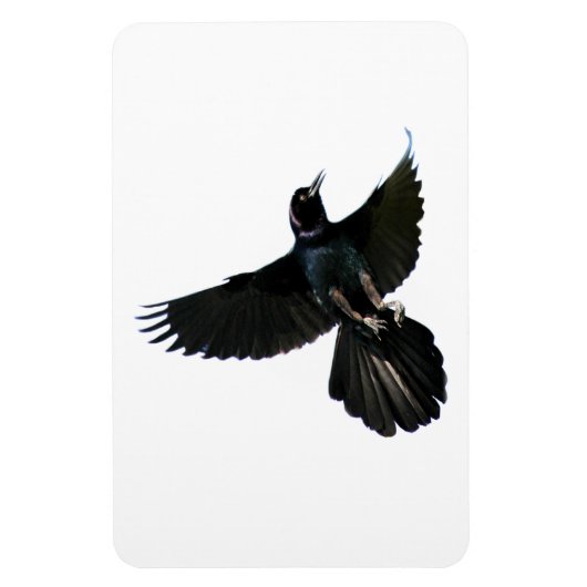 Crow Raven Premium Flexi Magnet Magneet (Verticaal)