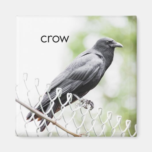 Crow Refkoelkast Magnet (Voorkant)