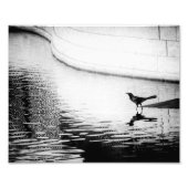 Crow Reflecteerd in water - B&W-foto Foto Afdruk (Voorkant)