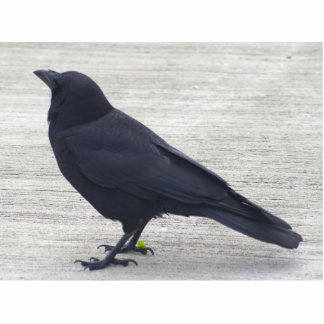 Crow Staand Fotobeeldje