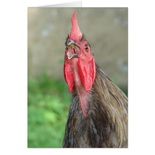 Crowing Blue Rooster (Voorkant)