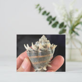 Crown Conch Seashell Photography Postcard Briefkaart (Staand voorkant)