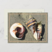 Crown Conch Seashells in Natuur Briefkaart (Voorkant / Achterkant)
