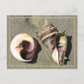 Crown Conch Seashells in Natuur Briefkaart (Voorkant)
