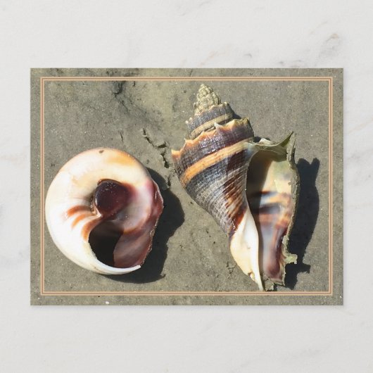 Crown Conch Seashells in Natuur Briefkaart (Voorkant)