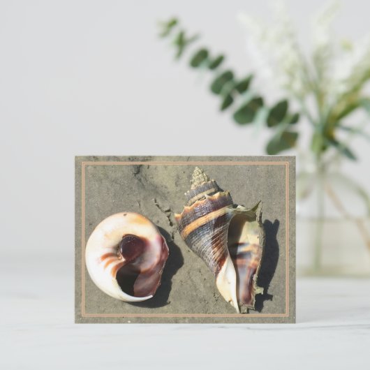 Crown Conch Seashells in Natuur Briefkaart (Staand voorkant)