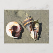 Crown Conch Seashells in Natuur Briefkaart (Voorkant)