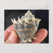 Crown Conch Zeeschelp Fotografie Prentbriefkaart Briefkaart (Voorkant)