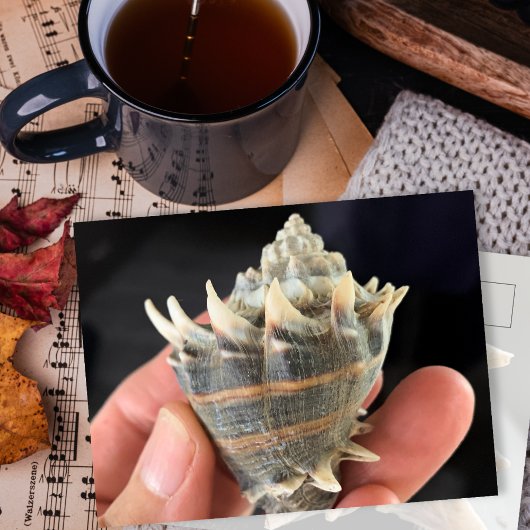 Crown Conch Zeeschelp Fotografie Prentbriefkaart Briefkaart