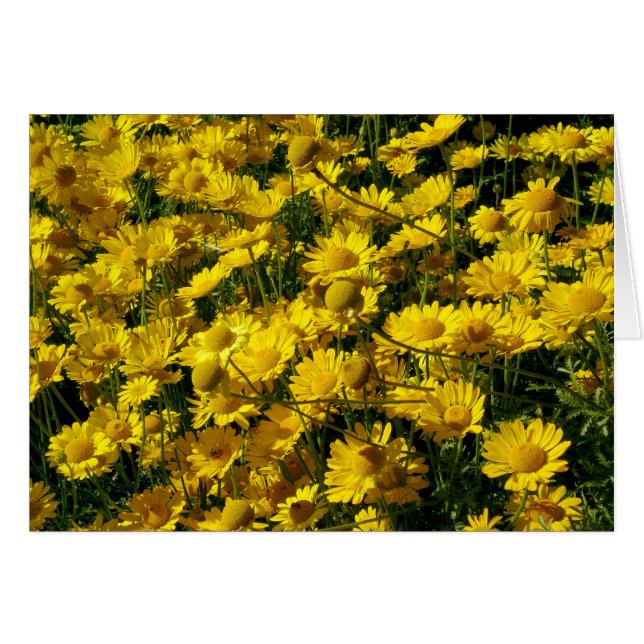 Crown Daisies/Chrysanthemum Coronarium (Voorkant Horizontaal)