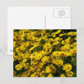 Crown Daisies/Chrysanthemum Coronarium Briefkaart (Voorkant / Achterkant)