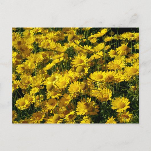 Crown Daisies/Chrysanthemum Coronarium Briefkaart (Voorkant)