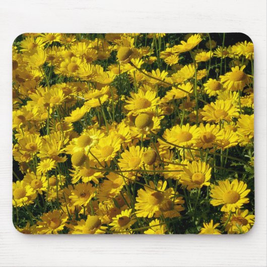 Crown Daisies/Chrysanthemum Coronarium Muismat (Voorkant)
