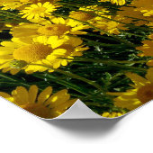 Crown Daisies/Chrysanthemum Coronarium Poster (Hoek)