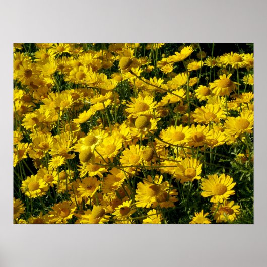 Crown Daisies/Chrysanthemum Coronarium Poster (Voorkant)