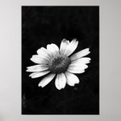 Crown Daisy Poster (Voorkant)