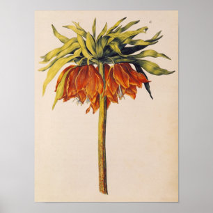 Crown Fritillary uit 'La Guirlande de Julie' Poster