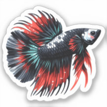 Crown Tail Betta Fish Zwart Wit en Rood