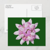 Crown Vetch #1 Briefkaart (Voorkant / Achterkant)