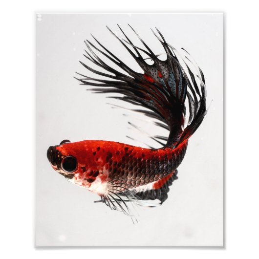 Crowntail Betta Fish Foto Afdruk (Voorkant)