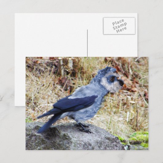 Crowschnauzer Briefkaart (Voorkant / Achterkant)