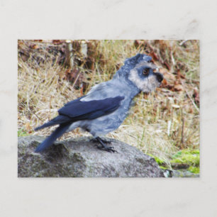 Crowschnauzer Briefkaart