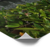 Cruise Ship in Vancouver, B.C. Canada Poster (Hoek)