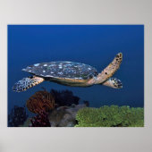 Cruising Hawksbill Poster (Voorkant)