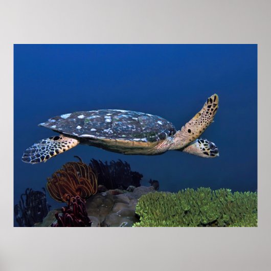 Cruising Hawksbill Poster (Voorkant)