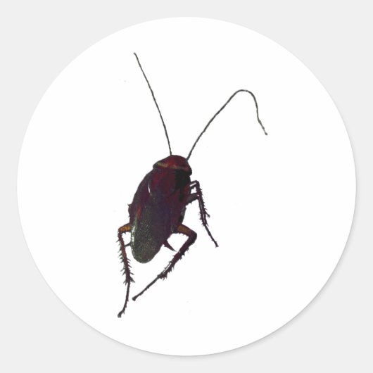 Crunchy Cockroach Ronde Sticker (Voorkant)