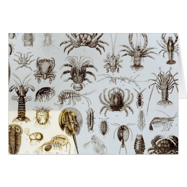 Crustacea en Arachnida (Voorkant Horizontaal)