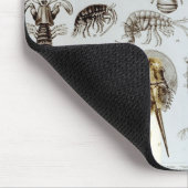 Crustacea en Arachnida Muismat (Hoek)