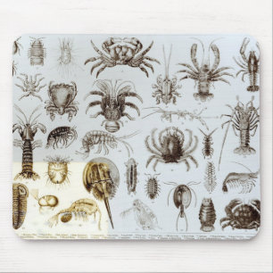 Crustacea en Arachnida Muismat