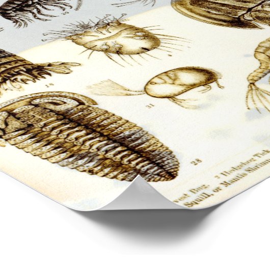 Crustacea en Arachnida Poster (Hoek)