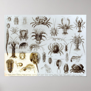 Crustacea en Arachnida Poster