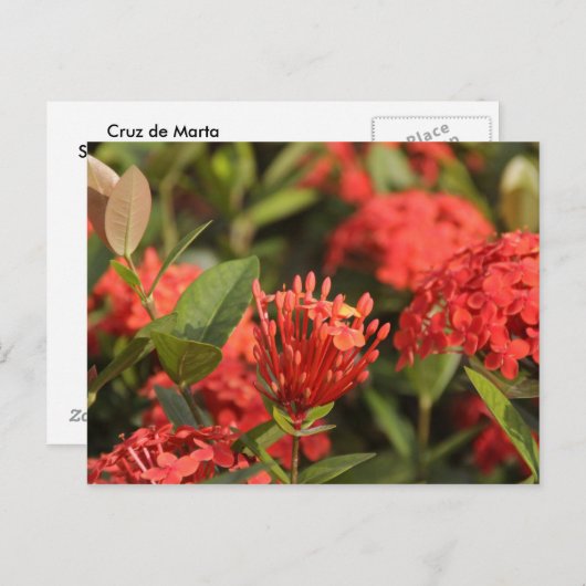 Cruz de Marta Briefkaart (Voorkant / Achterkant)