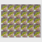 Cryptocentrus cinctus cadeaupapier (Vlak)