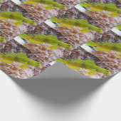 Cryptocentrus cinctus cadeaupapier (Hoek)