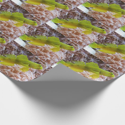 Cryptocentrus cinctus cadeaupapier (Hoek)