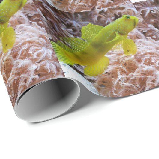 Cryptocentrus cinctus cadeaupapier (Rol Hoek)