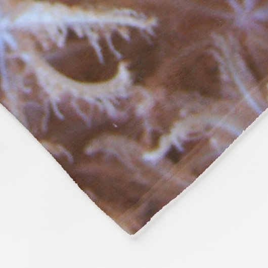 Cryptocentrus cinctus fleece deken (Hoek)