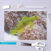 Cryptocentrus cinctus tissuepapier (Craft)