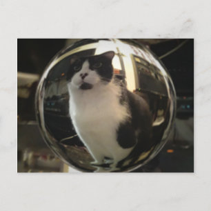 Crystal Cat Briefkaart