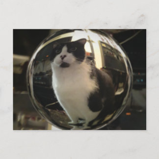 Crystal Cat Briefkaart