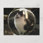 Crystal Cat Briefkaart (Voorkant)