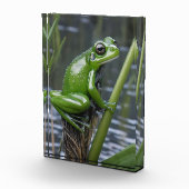 Crystal Clarity: Green Glass Frog op River Reeds Fotoblokken (Rechts)