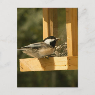 CSNA Chickadee Snacktime Briefkaart