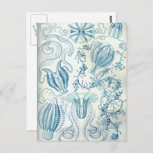 Ctenophorae Briefkaart (Voorkant / Achterkant)